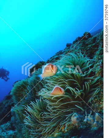 Hanabira銀蓮花魚 Hanabira銀蓮花魚 3759746