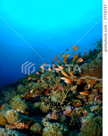 金魚玩偶群 金魚玩偶群 3759747