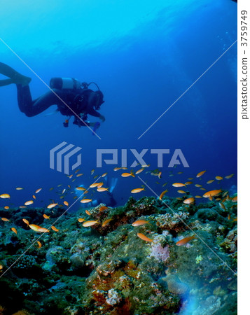 金魚和潛水員 金魚和潛水員 3759749
