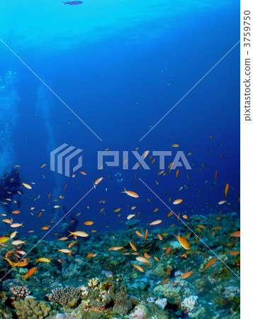 金魚和潛水員 金魚和潛水員 3759750