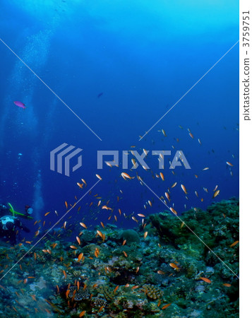 海戈爾迪 海戈爾迪 3759751