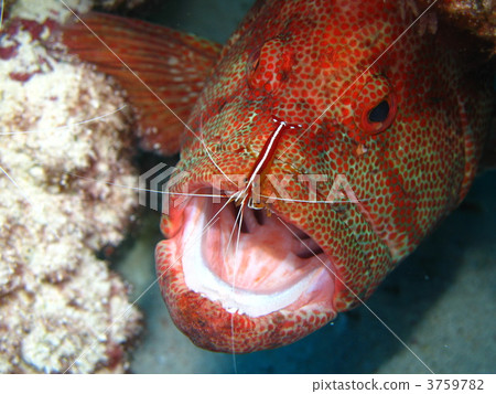 Cleaning the mouth ... cleaning! Cleaning the mouth ... cleaning! 3759782