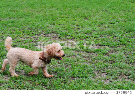 貴賓犬 貴賓狗 毛孩 3759945