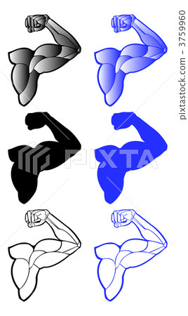 Arm / muscle / triceps brachii muscle Arm / muscle / triceps brachii muscle 3759960