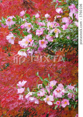 秋葉和山花 3760106