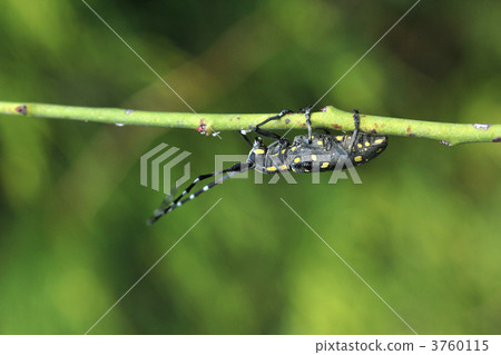 Kiboshikamikiri 3760115