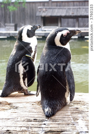 penguin, penguins, sea bird 3760183