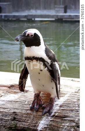 penguin, penguins, sea bird 3760185