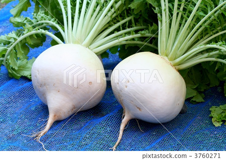 Shogoin Daikon 3760271