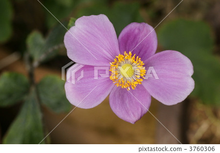 japanese anemone, botanic, botanical 3760306