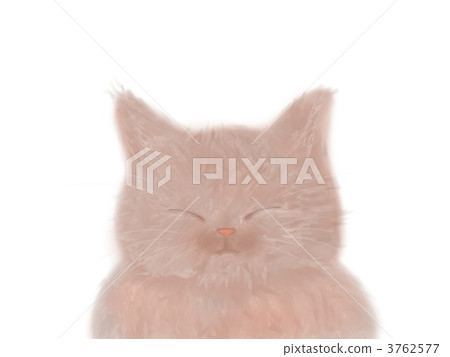 cat, pussy, ignore 3762577