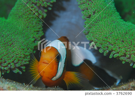 銀蓮花魚 銀蓮花魚 3762690