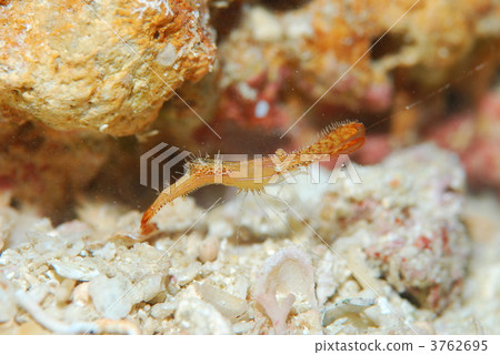 Kogarashiebi Kogarashiebi 3762695
