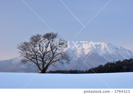 一本櫻 櫻花 白雪皚皚 3764323