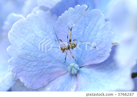Hydrangea flower and larva of Asi grotto beetle 3766287