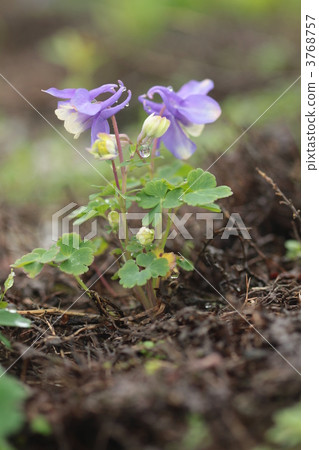 Hakuba Goryu Miyamodamaki 3768757