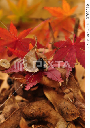 黑豆 豆 豆子 3769360