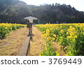 油菜花田 行走 步行 3769449