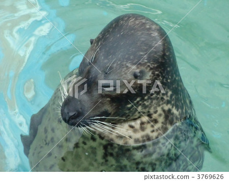 芝麻海豹，冥想 3769626