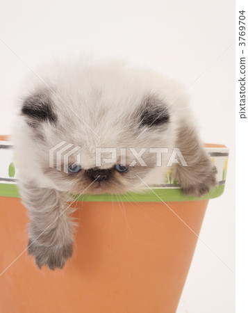 Kitten in a bowl 3769704