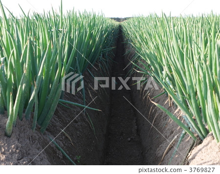 White onion leaves 3769827