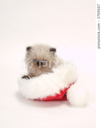 聖誕老人的帽子裡的貓 聖誕老人的帽子裡的貓 3769887