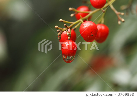 南部天空的下降 3769898