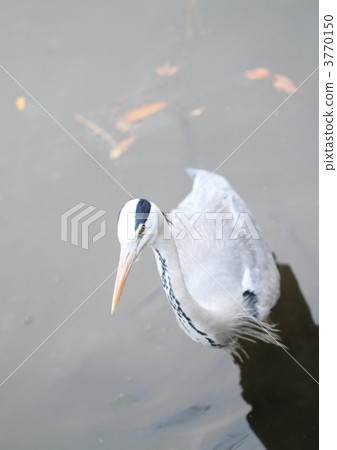 Gray heron 3770150