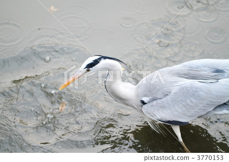 Gray heron Gray heron 3770153