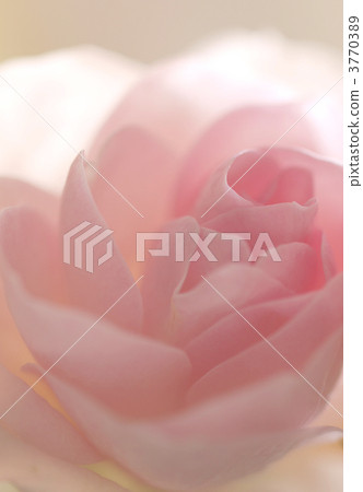 rose, roses, petal 3770389