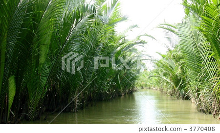 Nippa palm of Mekong Delta, Vietnam Nippa palm of Mekong Delta, Vietnam 3770408