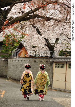 Maiko on the top seats in Kyoto 3770566