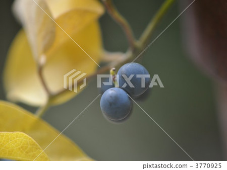 Fruit of Aotutsurafuji 3770925
