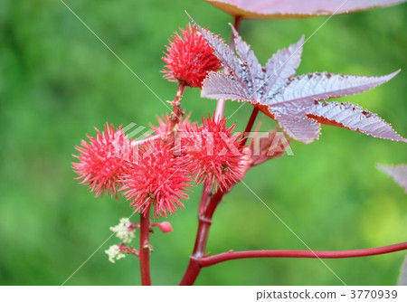 蓖麻子的果實 蓖麻子的果實 3770939