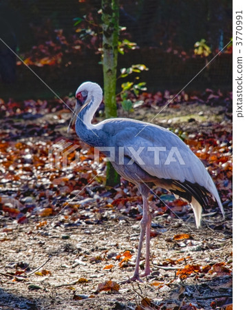 法力起重機 法力起重機 3770991