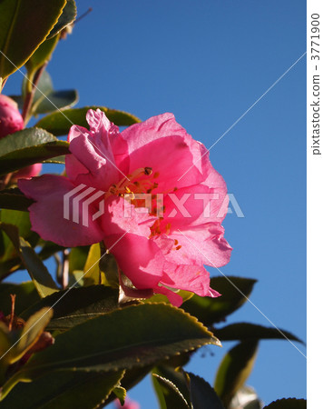 “佐藤花”“冷山茶”的園林品種 3771900