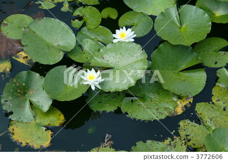 Ancient lotus 3772606