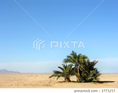oasis in desert oasis in desert 3773257