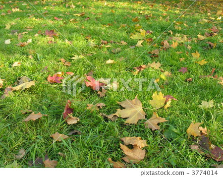 autumn maple leaves on green grass 3774014