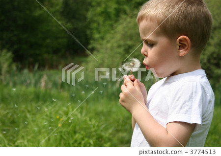 Boy and dandelion. Boy and dandelion. 3774513