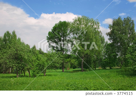 meadow wood meadow wood 3774515