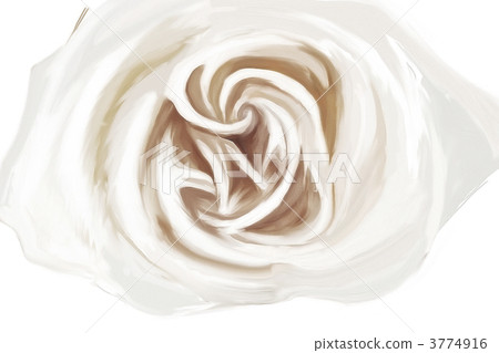 white rose drawing white rose drawing 3774916