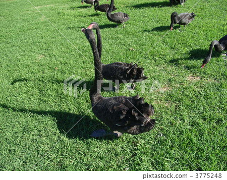 A black bird 3775248