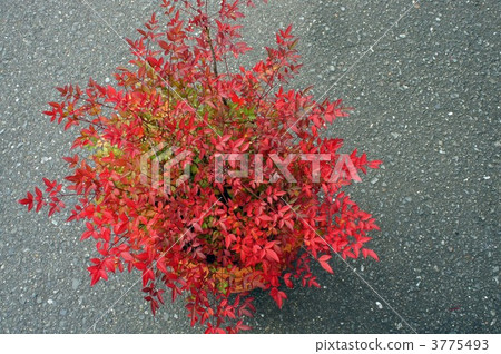 Princess Nanten 3775493