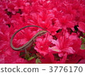 a lizard, lizard, bloom 3776170