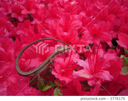 a lizard, lizard, bloom 3776170