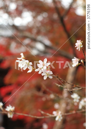 Akayama Zen in October cherry blossoms 3776396