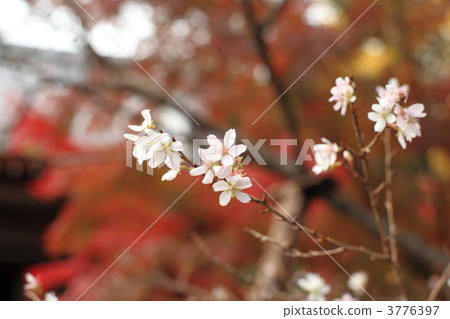 Akayama Zen in October cherry blossoms 3776397