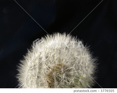 White dandelion fluff on black background 3776505