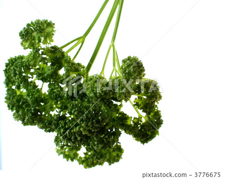 parsley, petroselinum, food 3776675